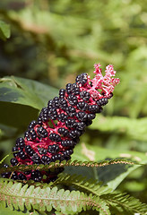 Image showing Pokeweed plants