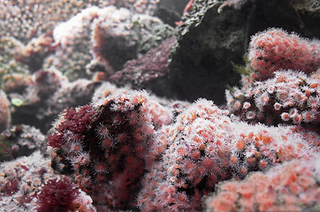 Image showing Sea anemones