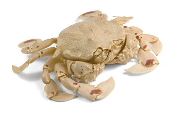 Image showing moon crab in white back