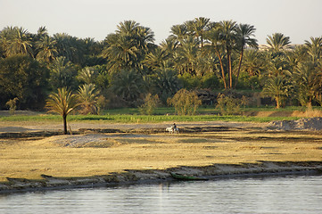 Image showing River Nile scenery between Aswan and Luxor