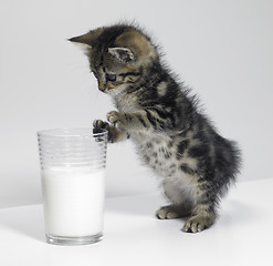 Image showing kitten looking at a glass of milk