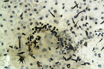 Image showing spawn and tadpoles