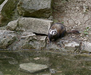 Image showing waterside Ferret