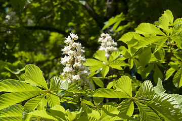 Image showing chestnut blossoms horizontal
