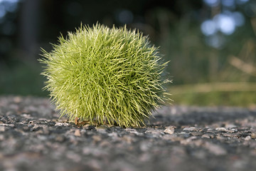 Image showing sunny illuminated green chestnut