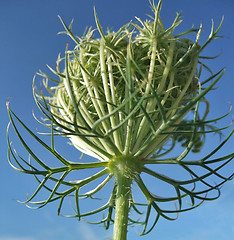 Image showing wild carrot blossom and blue sky