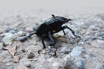 Image showing female stag beetle closeup