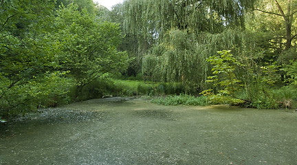 Image showing overgrown tarn in the Liliental