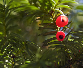 Image showing sunny illuminated yew fruits