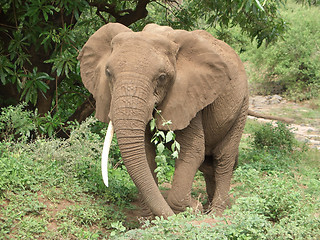 Image showing Elephant at feed