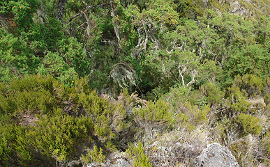 Image showing vegetation around Mount Muhabura in Uganda