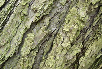 Image showing abstract bark detail