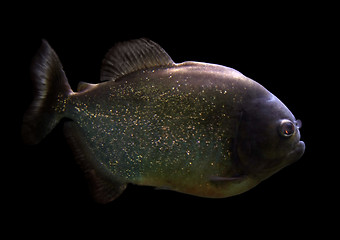 Image showing Piranha