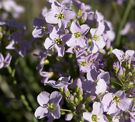 Image showing violet spring flowers