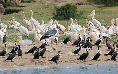 Image showing birds at the Queen Elizabeth National Park in Uganda