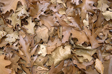 Image showing sere brown autumn leaves