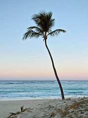 Image showing palm tree at evening time
