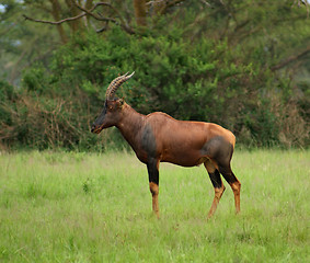 Image showing Common Tsessebe in Uganda