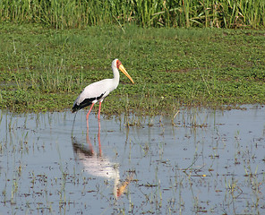 Image showing Yellow-billed Stork in Africa