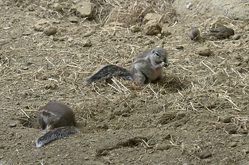 Image showing ground squirrels