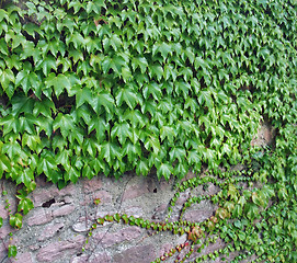 Image showing ivy and stone wall