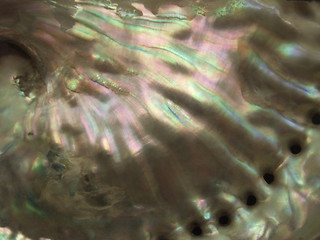 Image showing colorful nacre closeup