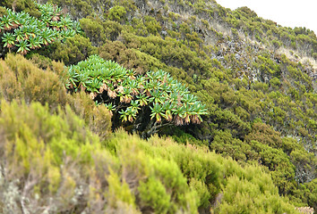 Image showing vegetation around Mount Muhabura