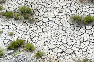 Image showing grass plants in arid ambiance