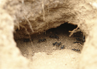 Image showing Ants in a hole