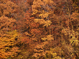 Image showing abstract autumn back