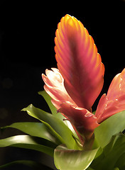 Image showing red bromeliad