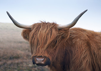 Image showing red brown Highland cattle