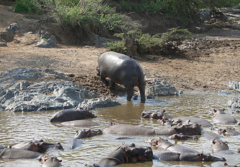 Image showing Hippo and shore