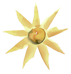 Image showing sunny flower illustration