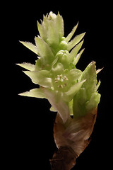 Image showing macro sgot of a green bud