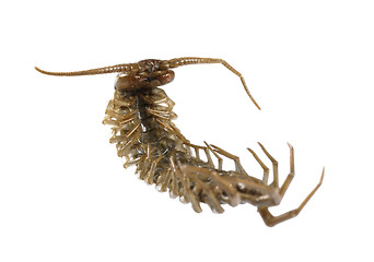 Image showing dead supine centipede