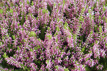 Image showing abstract floral back with pink flowers