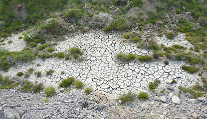 Image showing grassy vegetation in arid ambiance