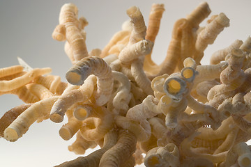 Image showing serpulid worm tubes