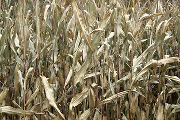 Image showing sere corn plants