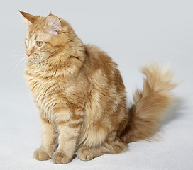 Image showing maine Coon kitten