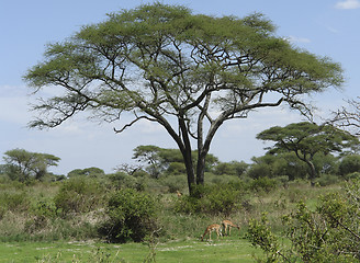 Image showing some Impalas in the savannah