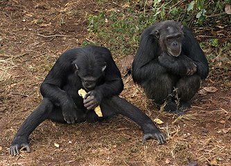 Image showing chimpanzees on the ground