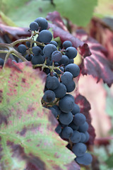 Image showing blue grapes closeup