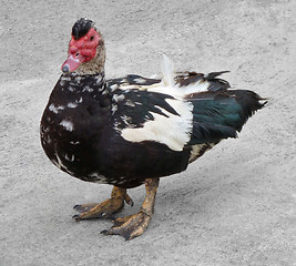 Image showing duck