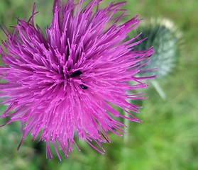Image showing violet thistle flower