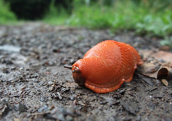 Image showing red slug on the ground