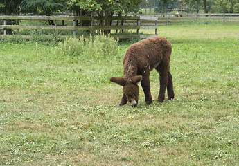 Image showing Poitou donkey