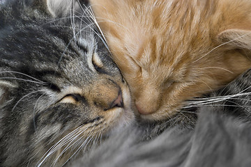 Image showing snuggling kittens