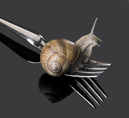 Image showing Grapevine snail on fork